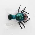 Selling: Remote Control Infrared Giant Fly Toy